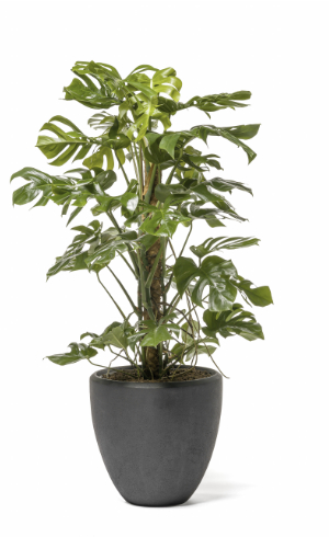 tenue philodendron Philodendron tenue – Glänzende, stark gewellte Bandblätter