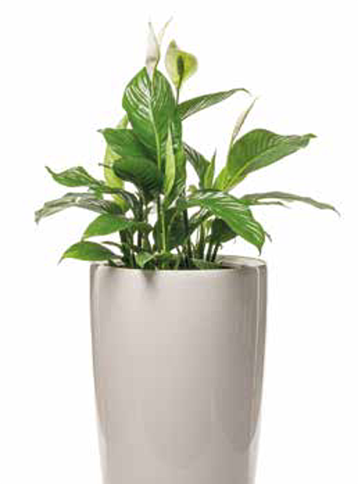 Blühpflanze Spathiphyllum (Einblatt) im Pflanzgefäß
