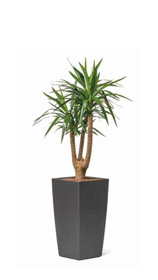 Yucca elephantipes im Empfangsbereich