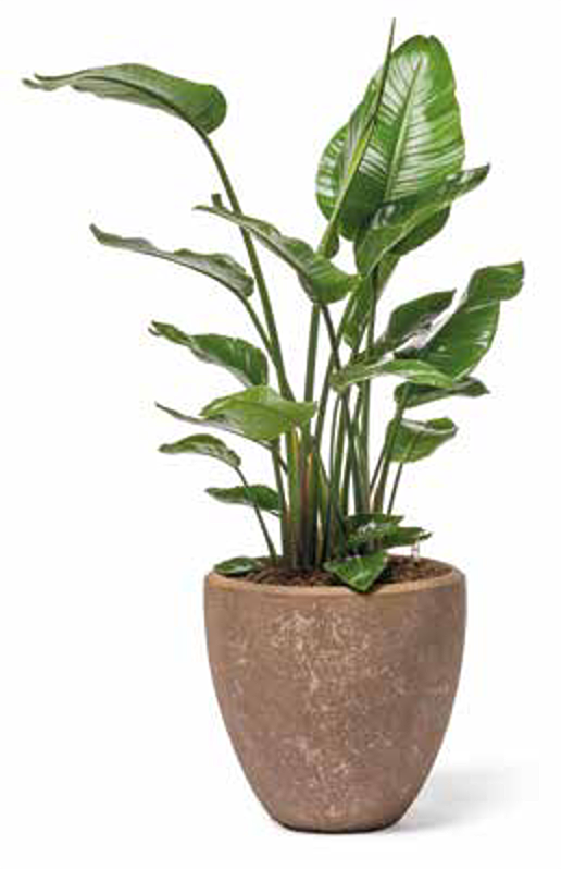 Strelitzia als Solitärpflanze im Pflanzgefäß
