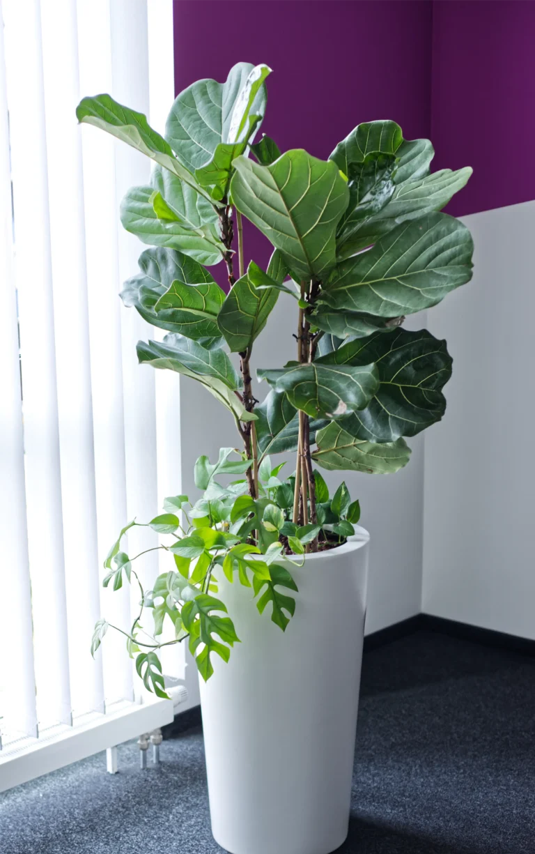 Hydropflanze am Fenster – Full-Service von Hydro-Plan