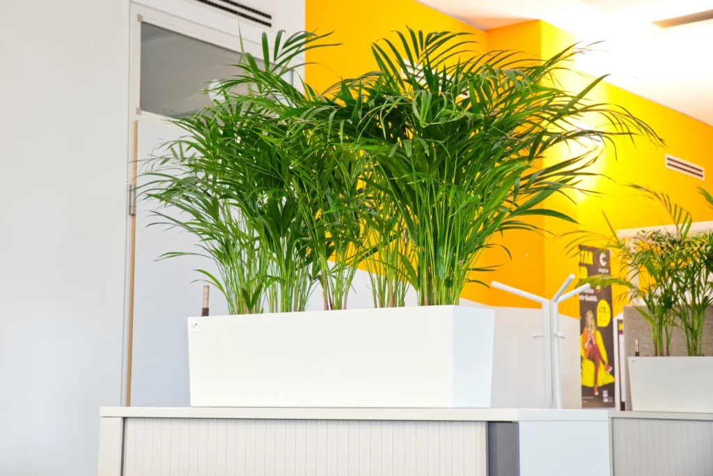 hydropflanzen_raumtrenner_Fensterbank_hydro