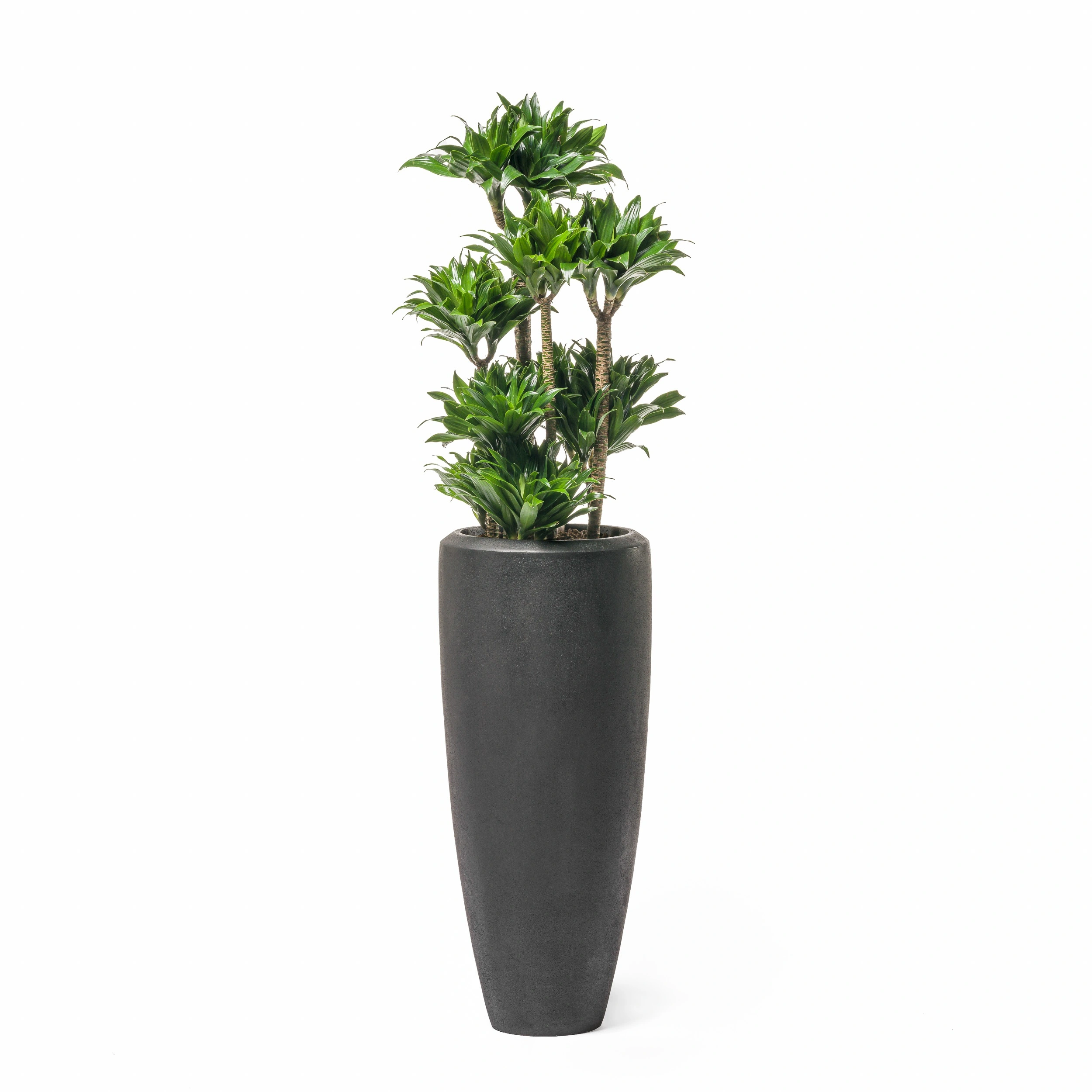 Dracaena Compacta im Empfangsbereich