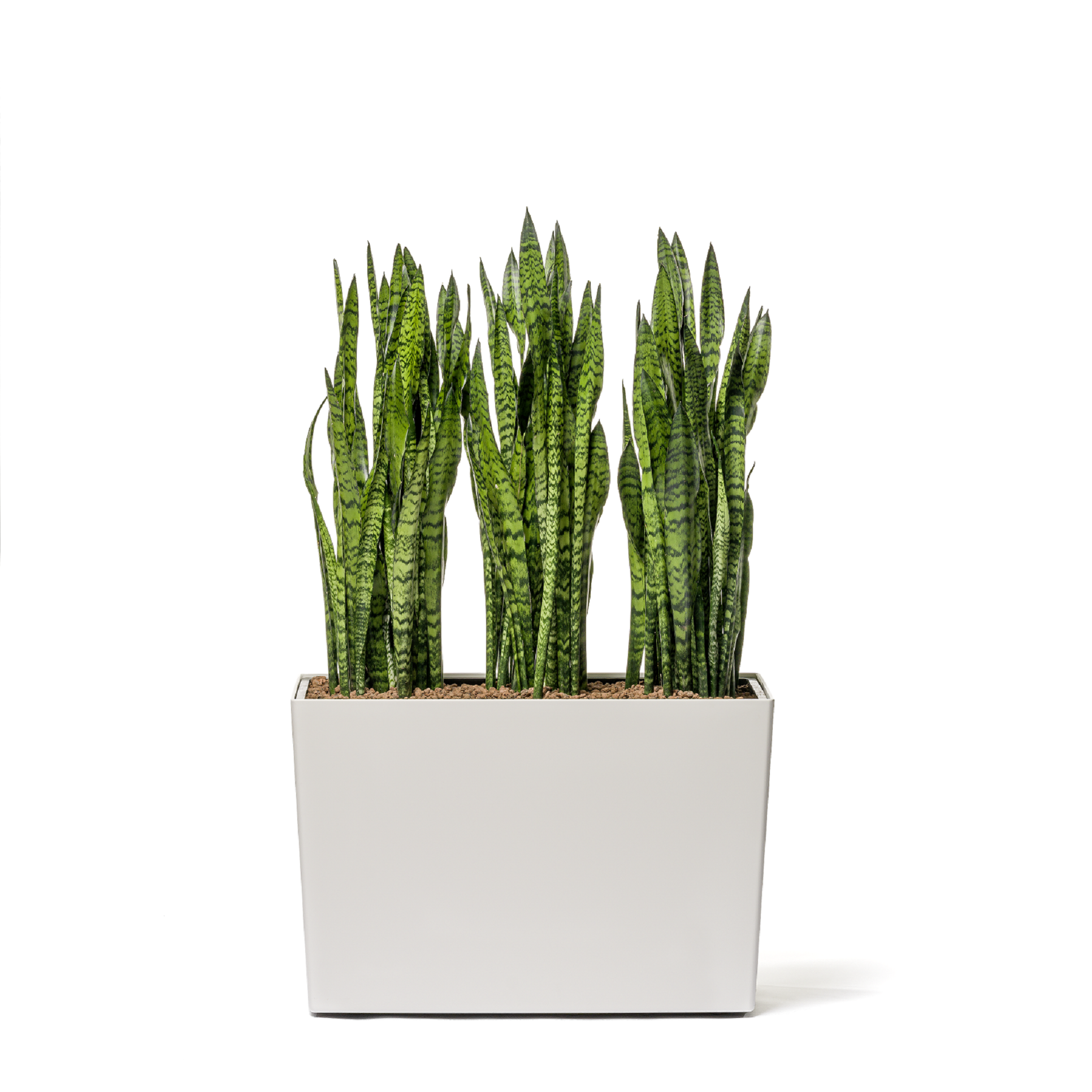Sansevieria Coral Black in schlankem Gefäß